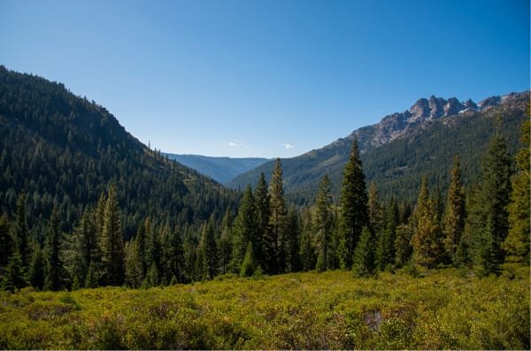 Forested valley in the Sierra Nevada under a clear blue sky